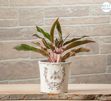 Load image into Gallery viewer, Bee in Crest Planter - Medium