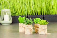 Load image into Gallery viewer, Burlap Succulent - Assorted Styles