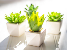 Load image into Gallery viewer, Potted Succulent - Assorted Styles