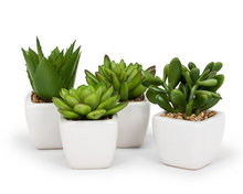 Load image into Gallery viewer, Potted Succulent - Assorted Styles