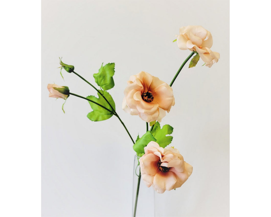 Butterfly Ranunculus with 3 buds - Apricot