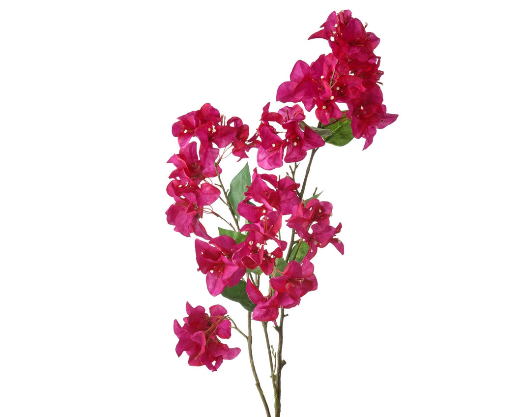 Fuchsia Bougainville Branch 41