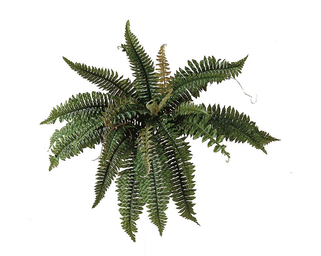 Estate Boston Fern Bush 24