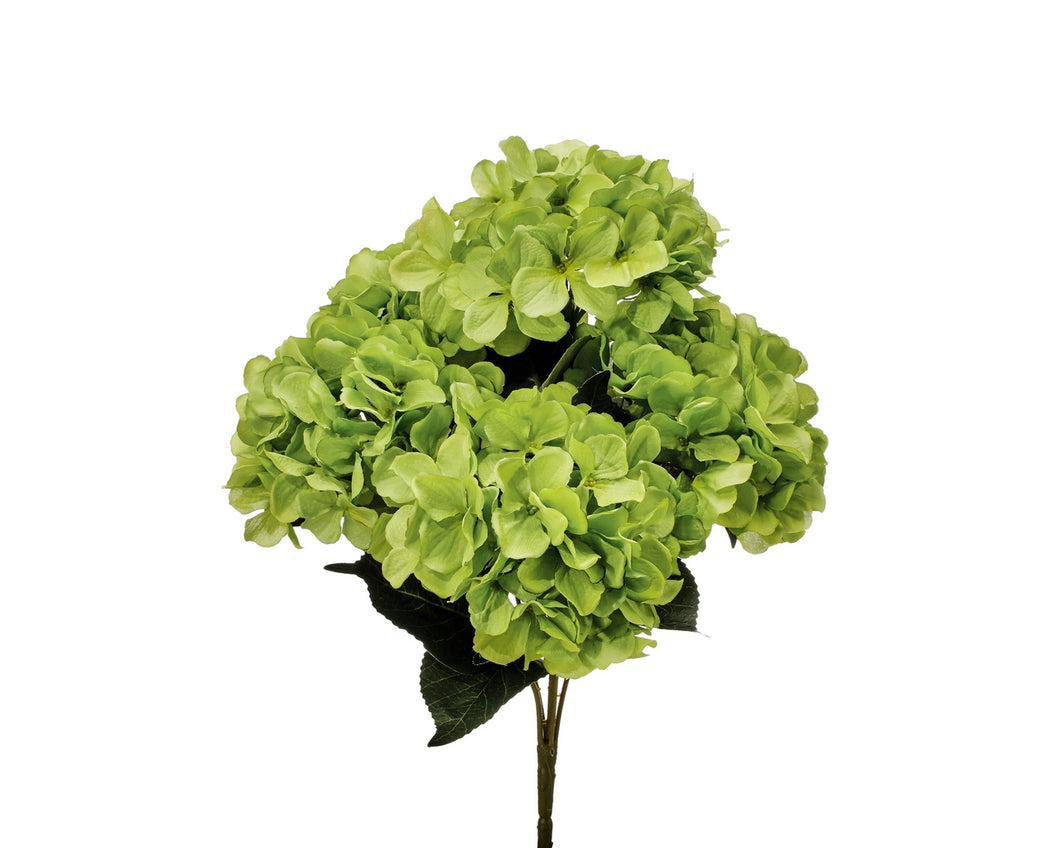 Hydrangea Bush 5 Bud Green 18