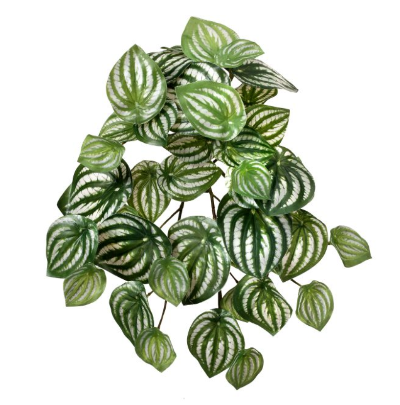 Watermelon Peperomia Bush