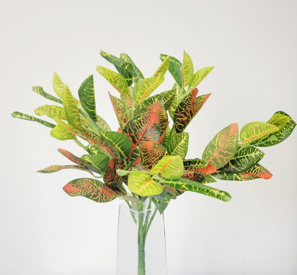 Green Yellow Croton Bush 18
