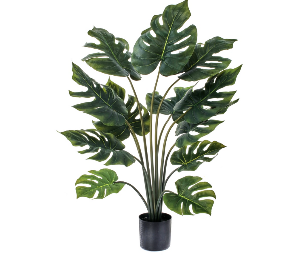 Potted Split Philo Plant - 32