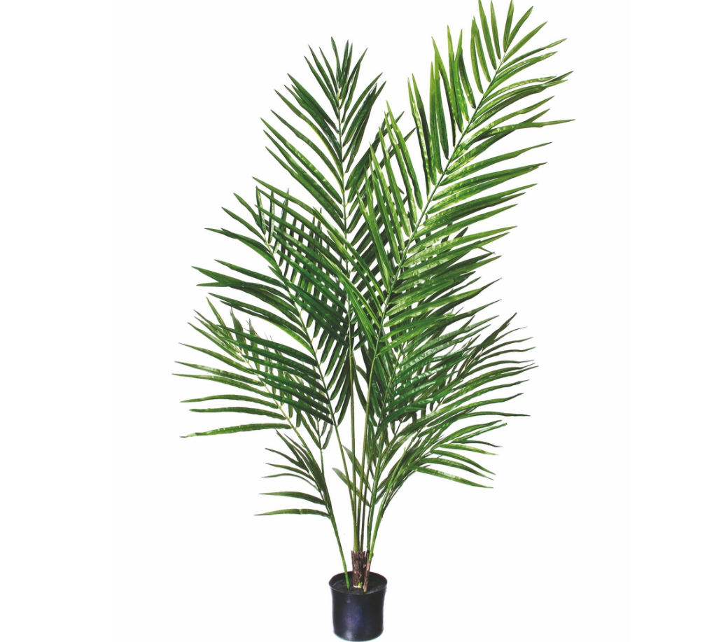 Potted Areca Palm Tree - 4'