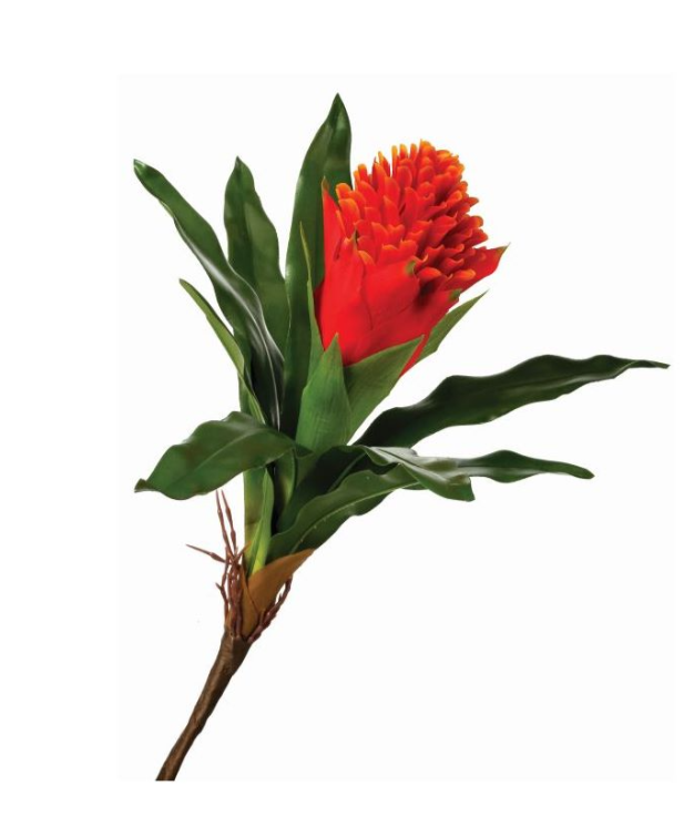 Sunset Orange Bromeliad Stem - 13