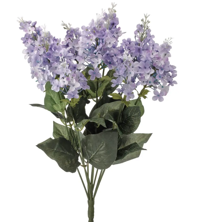 Purple Lilac Bush 21