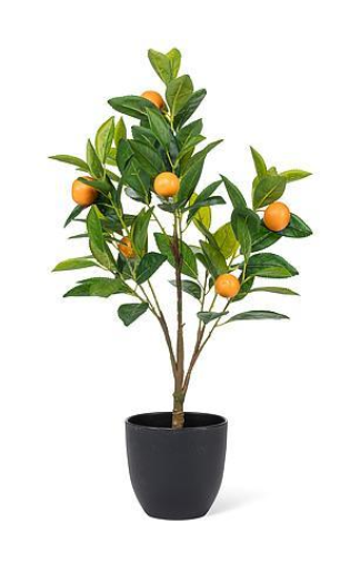 Mini Potted Valencia Orange Tree