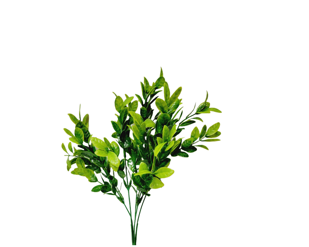 Boxwood Bush - Green