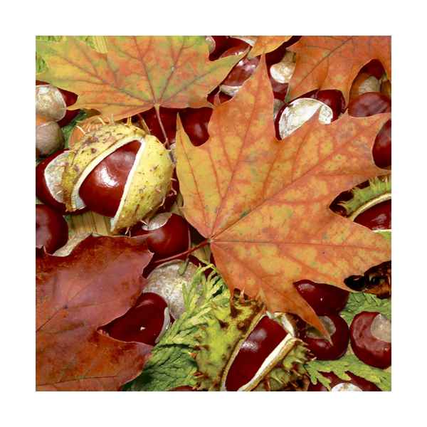 Chestnut Leaves Lunch Napkins