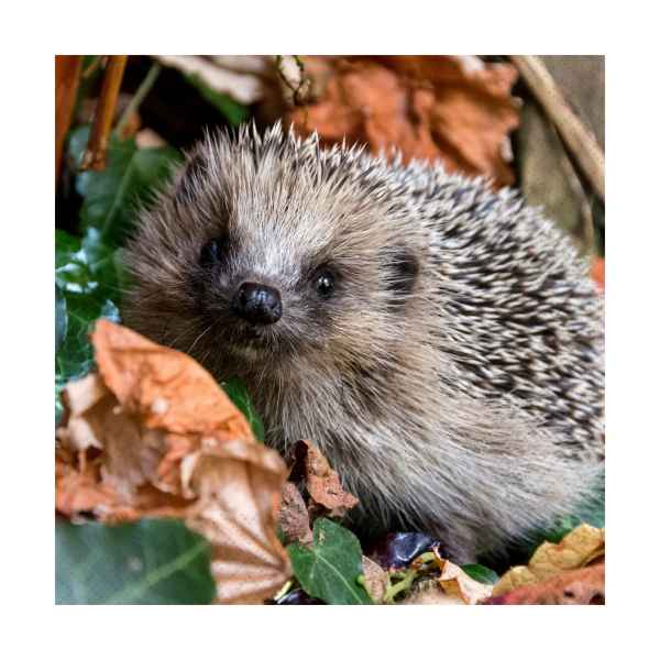 Autumn Hedgehog Lunch Napkins