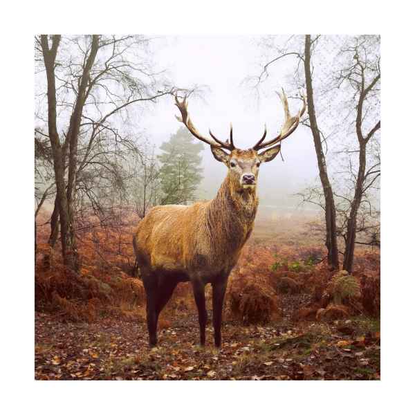 Deer at Dusk Lunch Napkins