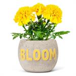 Load image into Gallery viewer, BLOOM Planter - 6&quot;
