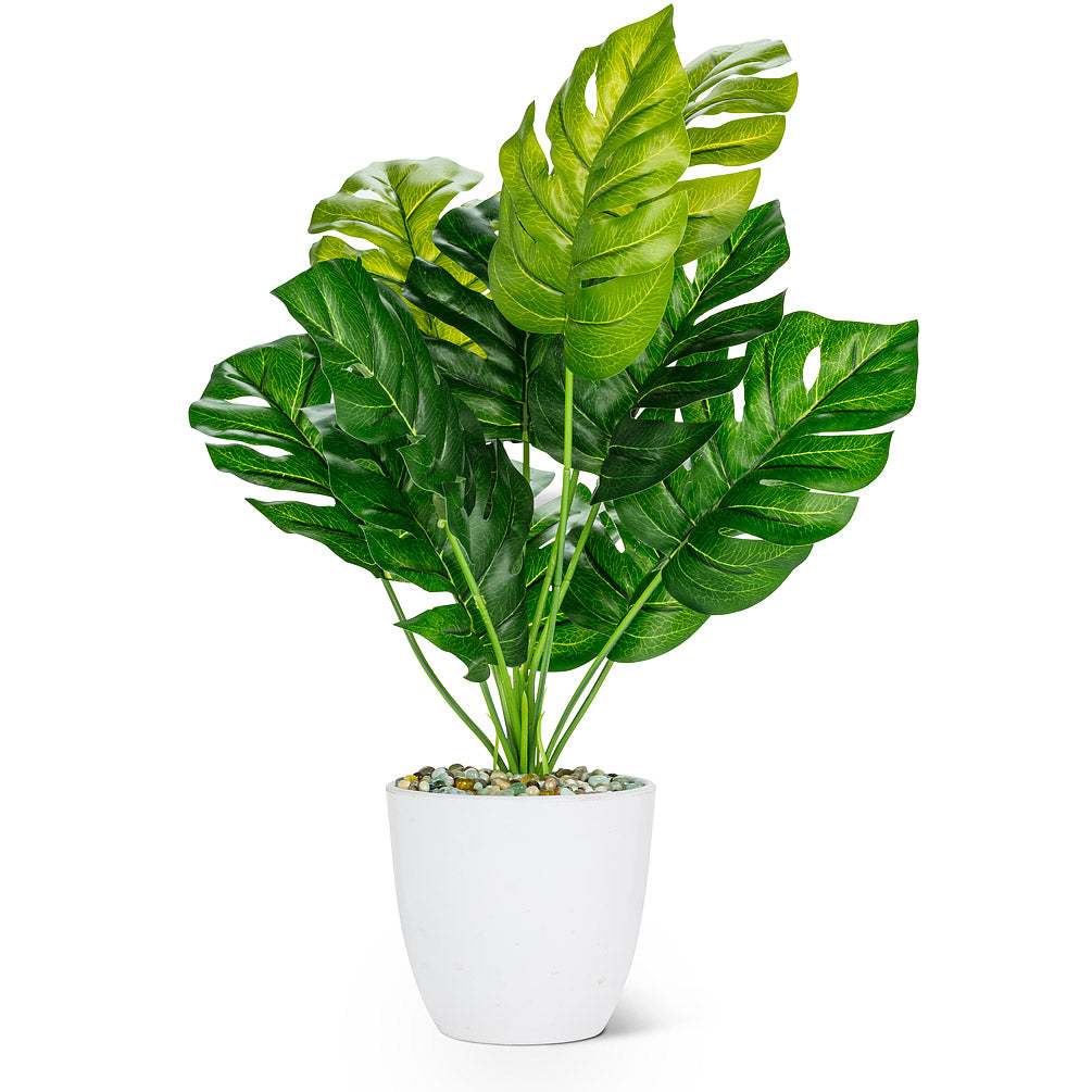 Monsterra Leaf Plant in Planter - Large