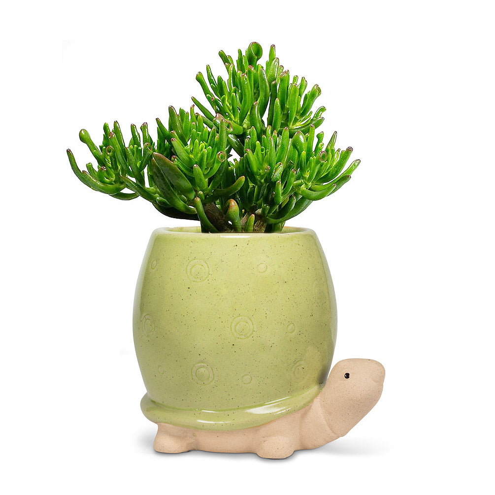 Charming Turtle Planter - Green