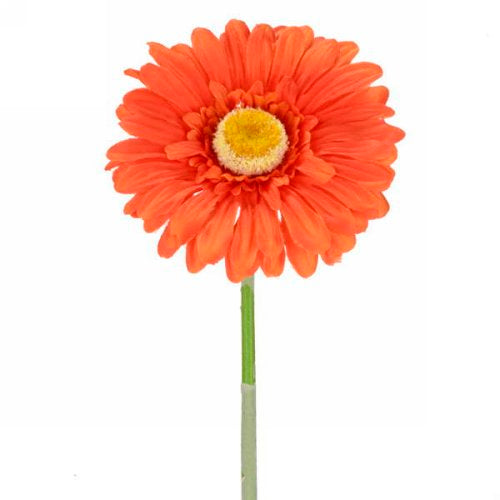 Gerbera Daisy - Tangerine