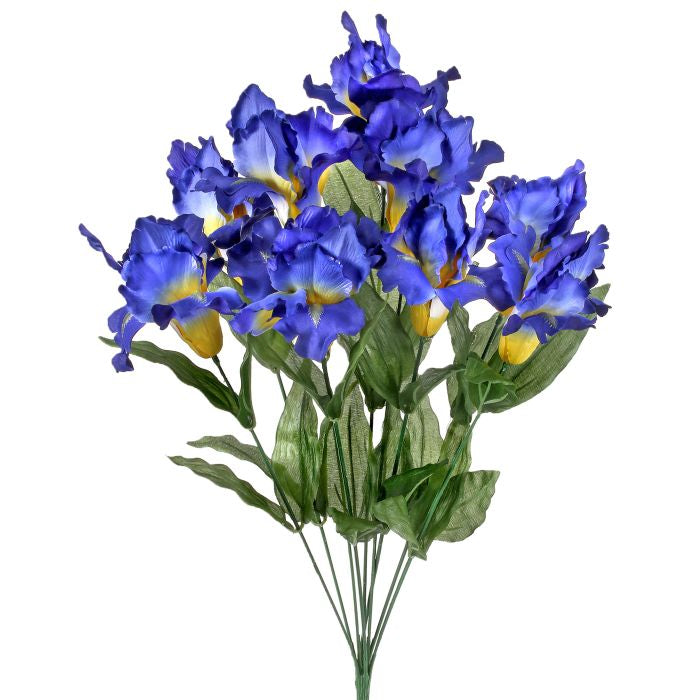 Velvet Bearded Blue Iris - Bouquet