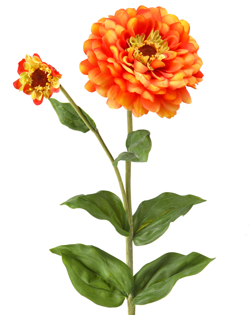 Zinnia Stem - Tangerine