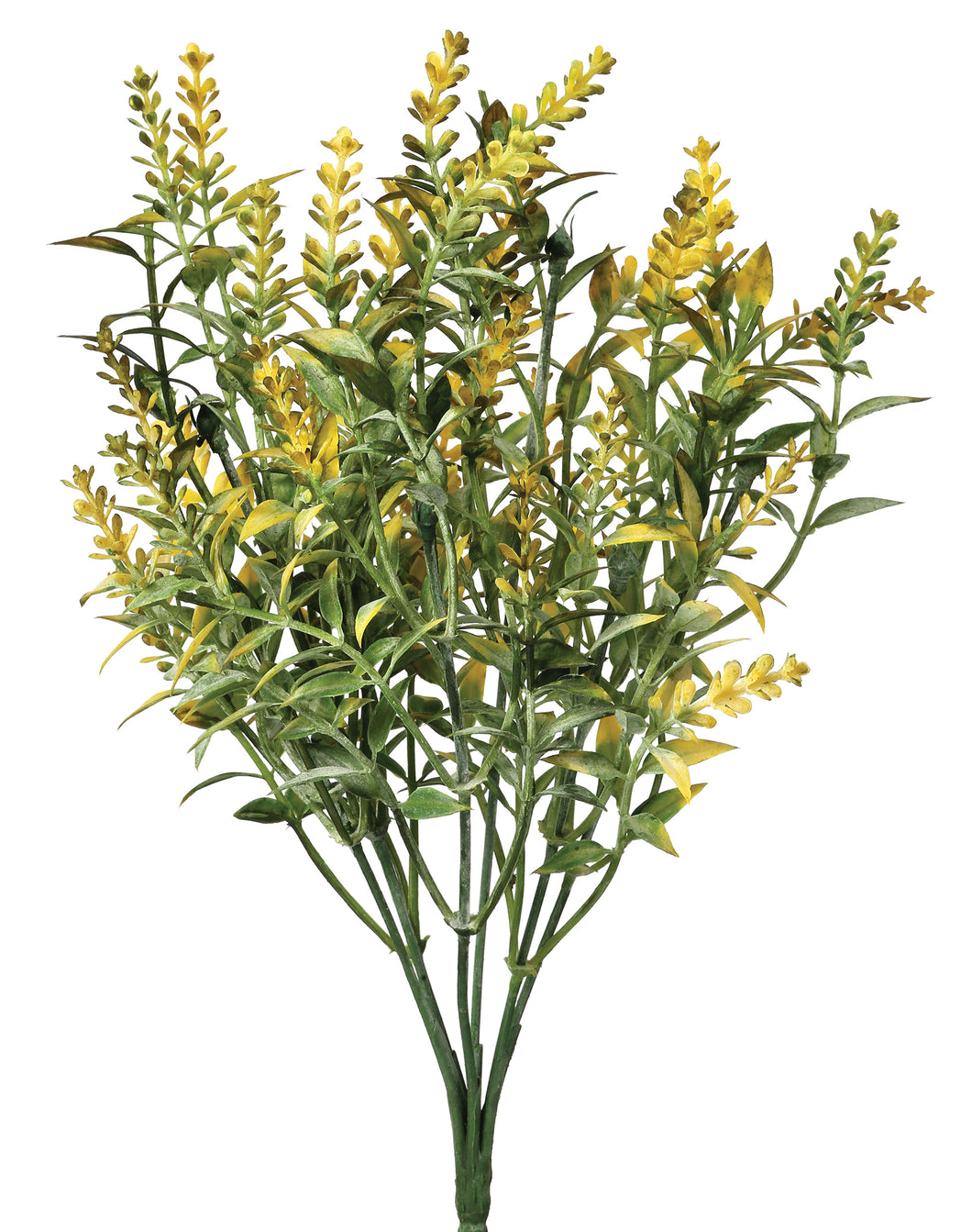 Wild Thyme Bush - Yellow