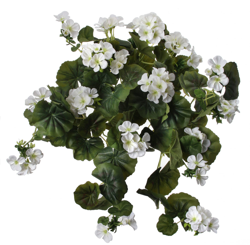 Hanging Geranium Bush - White