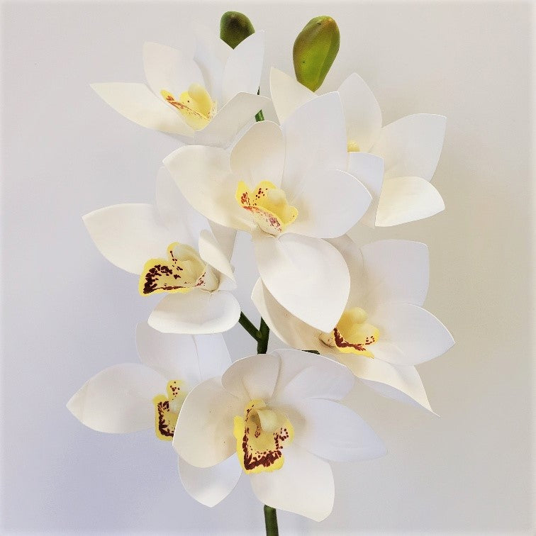 Cymbiduim Orchid Stem - White - 26