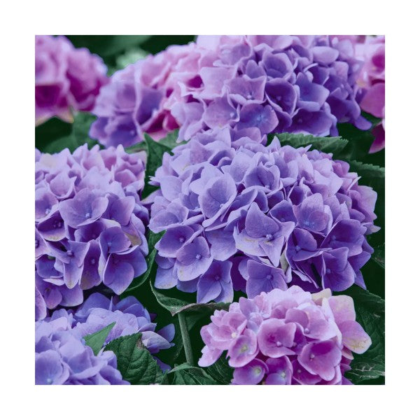 Lilac Hydrangea - Lunch Napkin